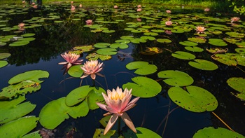 <i>Nymphaea</i> ‘Sunfire’  (Sunfire Waterlily)